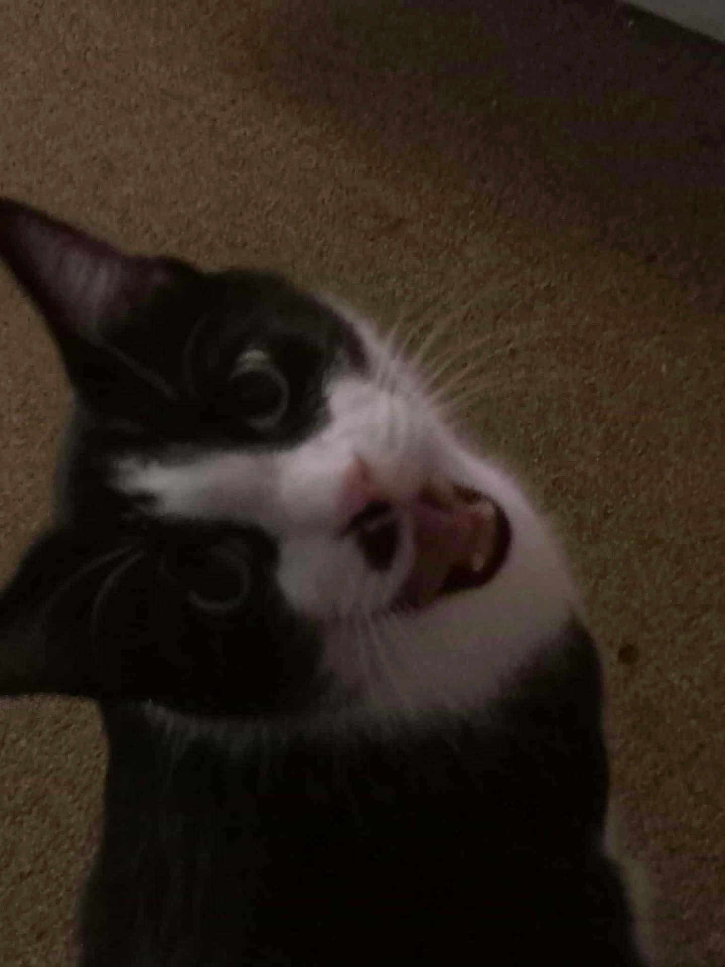 Simon Says is registered to the contest to win money with this photo: cat, tuxedo_cat, feline, pet, whiskers, mouth_open, teeth, tongue, close_up, portrait, indoor, carpet, low_light, blurry, tilted, expression, surprised, looking_up, animal, playful