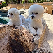 Rambo joined the competition — help win amazing prizes! animal, backyard, bichon_frise, cute, daylight, dog, fluffy, greenery, groomed, nature, outdoor, palm_tree, pet, pool, relaxed, rock, stone, sunny, tree, white_dog