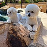 animal, backyard, bichon_frise, cute, daylight, dog, fluffy, greenery, groomed, nature, outdoor, palm_tree, pet, pool, relaxed, rock, stone, sunny, tree, white_dog