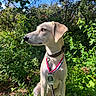 animal, award, blue_sky, canine, collar, daylight, dog, fur, greenery, leaf, leash, medal, nature, outdoor, pet, plant, portrait, sitting, summer, sunlight