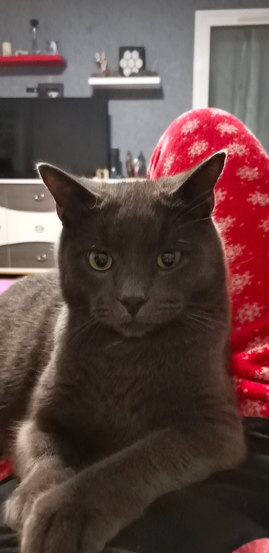 Baghera participe au concours pour gagner de l'argent avec cette photo : carmine, carnivore, cat, close_up, domestic_short_haired_cat, felidae, fur, grey, mammal, russian_blue, small_to_medium_sized_cats, snout, whiskers