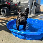 Roxie joined the competition — help win amazing prizes! dog, french_bulldog, black_dog, pool, blue_pool, water, outdoor, sunlight, shadow, concrete, pet, animal, curious, ears, face, expression, vehicle, garage, toy, summer