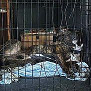 Thor joined the competition — help win amazing prizes! dog, crate, cage, resting, sleeping, brindle, pet, indoor, blanket, metal_bars, relaxed, canine, domestic_animal, paw, snout, fur, collar, cardboard_box, striped, comfortable