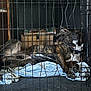 dog, crate, cage, resting, sleeping, brindle, pet, indoor, blanket, metal_bars, relaxed, canine, domestic_animal, paw, snout, fur, collar, cardboard_box, striped, comfortable