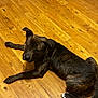 dog, brindle, wooden_floor, pet, lying_down, indoor, curious, canine, paw, tail, ear, animal, brown, black, fur, domestic, companion, flooring, relaxed, looking