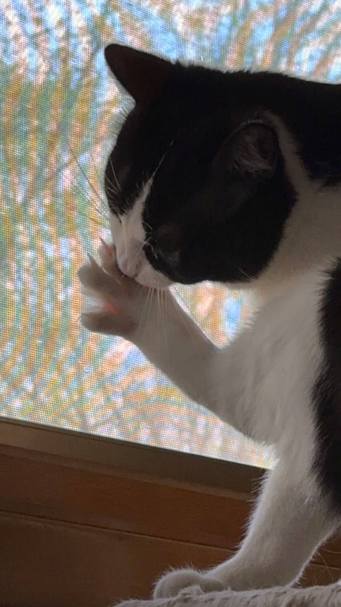 Jupiter is registered to the contest to win money with this photo: carnivore, cat, claw, comfort, domestic_short_haired_cat, felidae, flooring, fur, hardwood, paw, shade, small_to_medium_sized_cats, snout, tail, textile, tints_and_shades, whiskers, window, windshield, wood