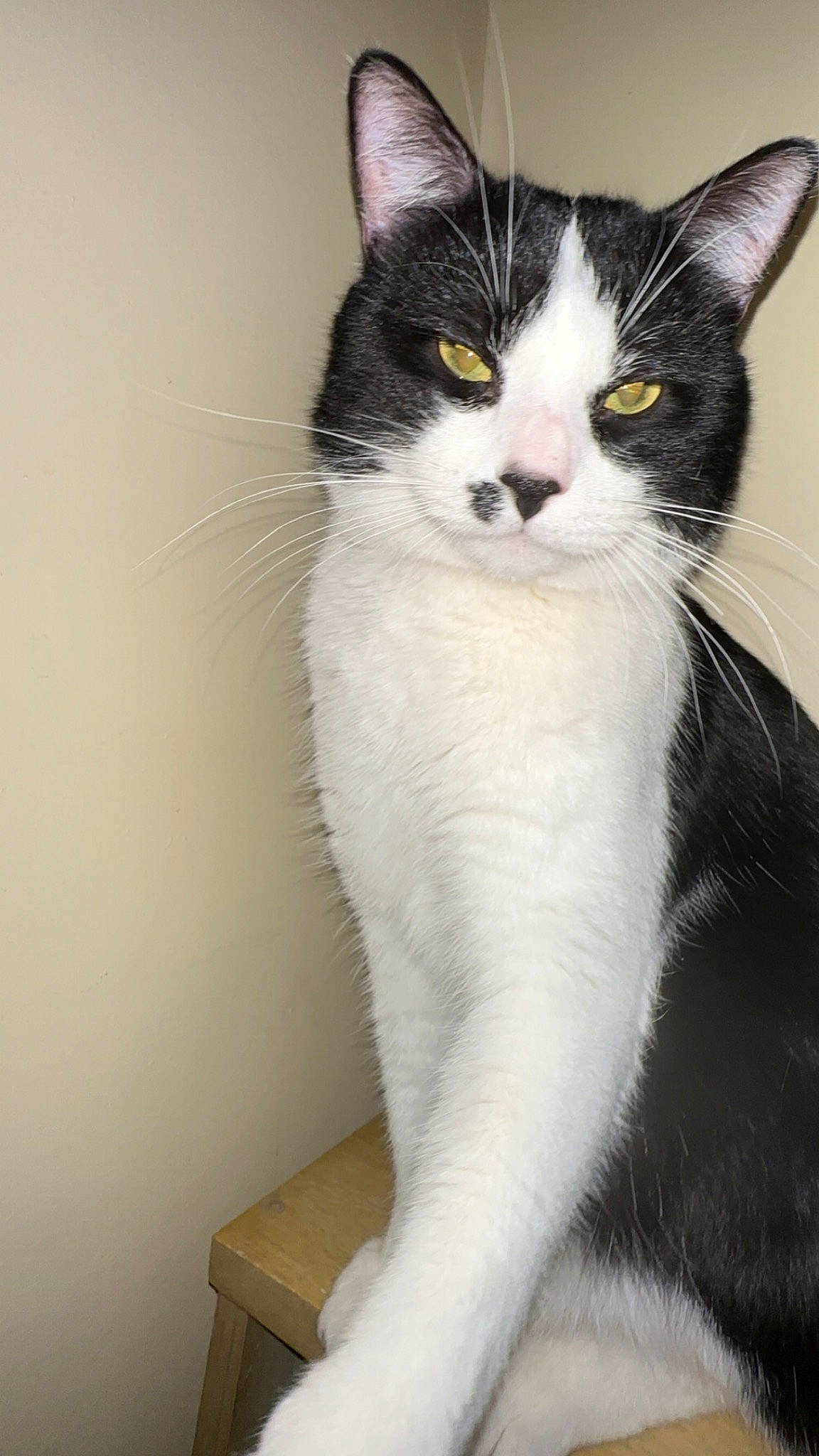 Jupiter is registered to the contest to win money with this photo: carnivore, cat, domestic_short_haired_cat, felidae, fur, paw, small_to_medium_sized_cats, snout, tail, whiskers