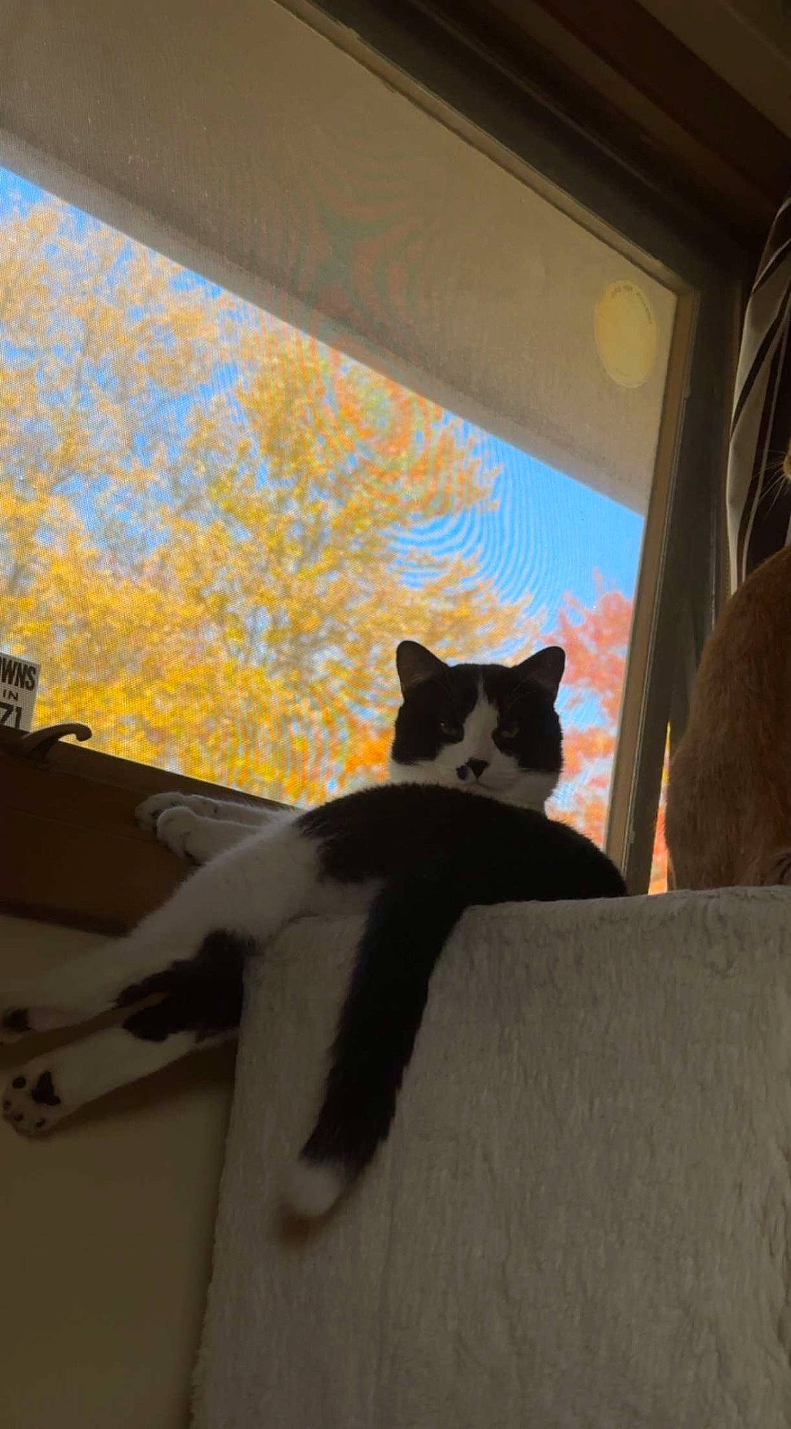 Jupiter is registered to the contest to win money with this photo: black_cat, building, carnivore, cat, domestic_short_haired_cat, felidae, house, plant, roof, shade, shadow, sky, small_to_medium_sized_cats, stairs, tail, tints_and_shades, tree, whiskers, window, wood