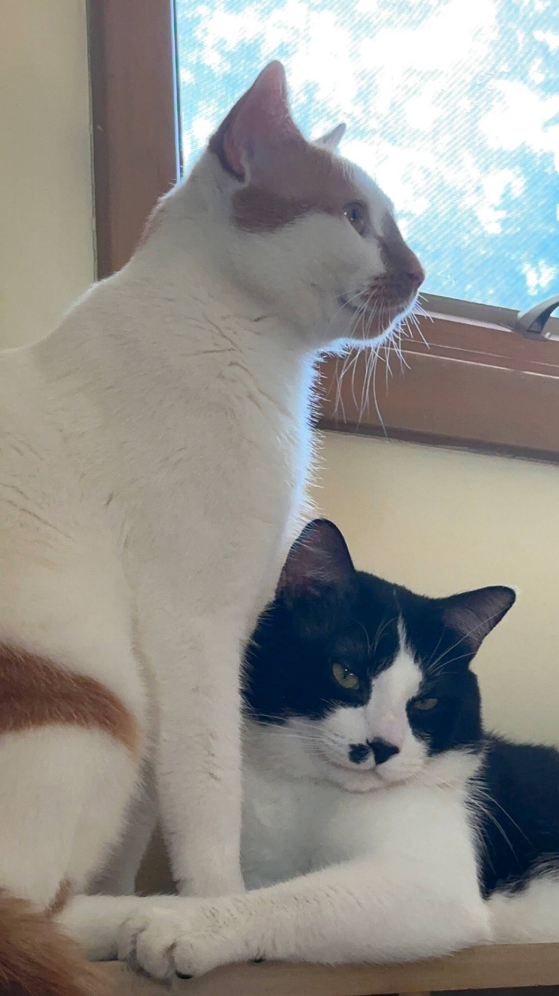 Jupiter is registered to the contest to win money with this photo: box, carnivore, cat, cat_supply, comfort, domestic_short_haired_cat, felidae, fur, mammal, paw, pet_supply, small_to_medium_sized_cats, tail, vertebrate, whiskers, white, window