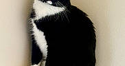 Oliver joined the competition — help win amazing prizes! cat, tuxedo_cat, black_and_white, animal, pet, feline, sitting, portrait, whiskers, green_eyes, ears, paws, tail, fur, indoor, wall, shelf, home, cute, photography