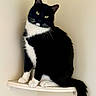animal, black_and_white, cat, cute, ears, feline, fur, green_eyes, home, indoor, paws, pet, photography, portrait, shelf, sitting, tail, tuxedo_cat, wall, whiskers