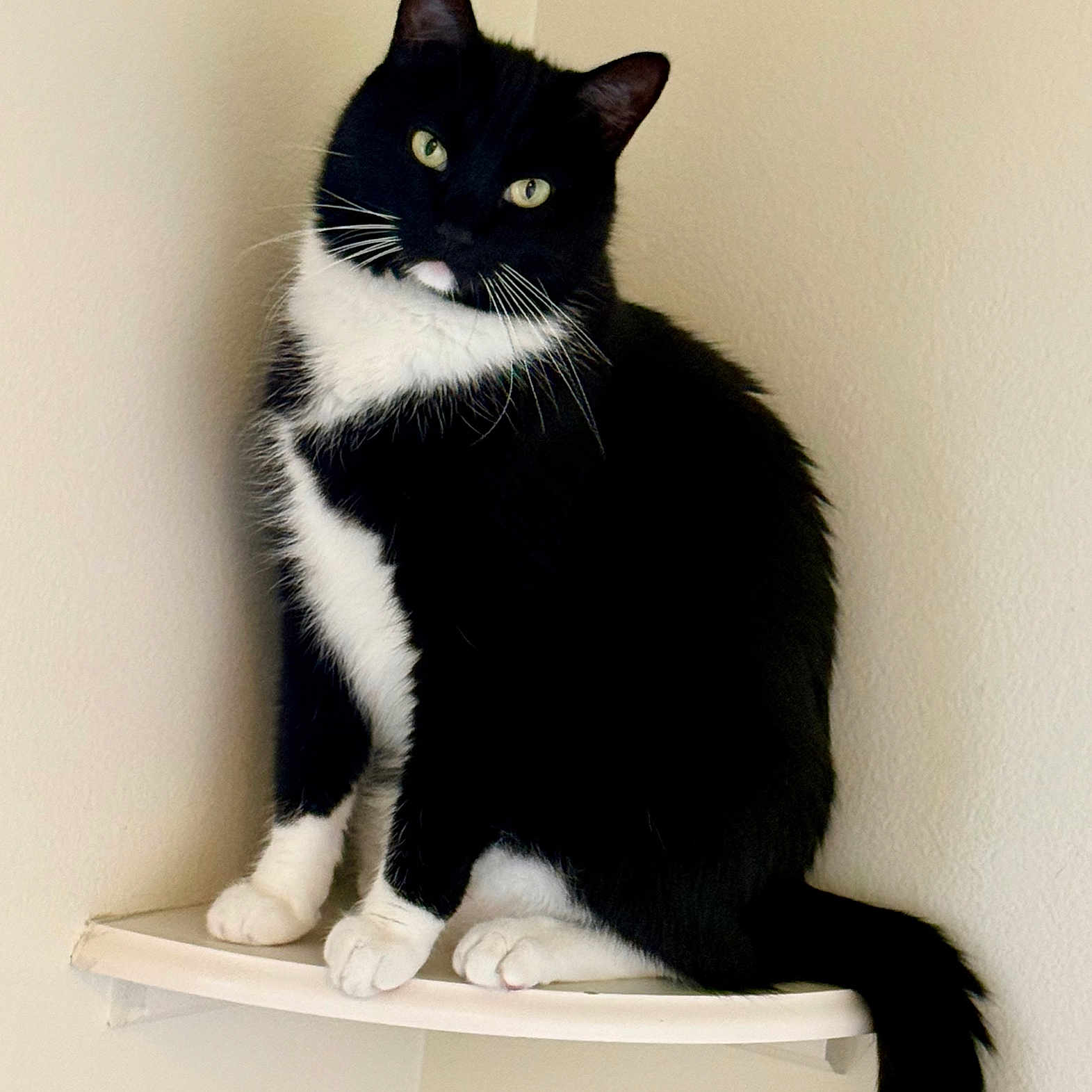 Oliver joined the competition — help win amazing prizes! cat, tuxedo_cat, black_and_white, animal, pet, feline, sitting, portrait, whiskers, green_eyes, ears, paws, tail, fur, indoor, wall, shelf, home, cute, photography