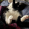 Oliver is registered to the contest to win money with this photo: cat, black_and_white, pet, animal, sleeping, lying_down, upside_down, belly, paws, pink_paw_pads, whiskers, fur, fluffy, relaxed, bed, blanket, bedroom, indoor, cozy, playful