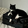 Oliver joined the competition — help win amazing prizes! cat, tuxedo_cat, black_and_white, pet, animal, feline, whiskers, green_eyes, sitting, lounging, paw, open_suitcase, luggage, bed, blanket, bedroom, indoors, portrait, travel, funny