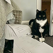 Oliver is registered to the contest to win money with this photo: cat, tuxedo_cat, black_and_white, pet, animal, sitting, indoors, office, paper, documents, printer_paper, carpet, doorway, bed, furniture, whiskers, yellow_eyes, white_paws, portrait, funny