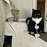 animal, bed, black_and_white, carpet, cat, documents, doorway, funny, furniture, indoors, office, paper, pet, portrait, printer_paper, sitting, tuxedo_cat, whiskers, white_paws, yellow_eyes