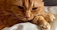 Olivia joined the competition — help win amazing prizes! cat, orange_cat, pet, feline, sleepy, close_up, fur, paw, whiskers, bed, blanket, cozy, indoor, relaxed, animal, cute, mammal, resting, domestic_cat, soft