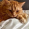 cat, orange_cat, pet, feline, sleepy, close_up, fur, paw, whiskers, bed, blanket, cozy, indoor, relaxed, animal, cute, mammal, resting, domestic_cat, soft