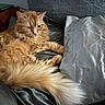 Olivia is registered to the contest to win money with this photo: bed, bedding, bedroom, cat, ears, feline, fluffy, fur, indoors, long_hair, lounging, lying_down, orange_cat, pet, pillow, portrait, relaxed, sleepy, tail, whiskers