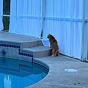 Olivia is registered to the contest to win money with this photo: animal, backyard, blue_lighting, cat, curtains, fluffy_cat, grass, long_hair, outdoor, patio, pet, pool, reflection, screened_patio, side_view, sitting, steps, swimming_pool, tile, water