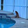 animal, backyard, blue_lighting, cat, curtains, fluffy_cat, grass, long_hair, outdoor, patio, pet, pool, reflection, screened_patio, side_view, sitting, steps, swimming_pool, tile, water