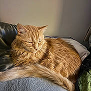 Olivia is registered to the contest to win money with this photo: cat, ginger_cat, orange_fur, fluffy, longhaired, sleepy, relaxed, lying_down, curled_up, whiskers, ears, tail, pet, animal, bed, pillow, blanket, indoor, cozy, portrait