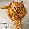 cat, orange_tabby, fur, pet, animal, bed, quilt, relaxed, portrait, paws, crossed_paws, indoor, cute, fluffy, whiskers, eyes, resting, feline, sleepy, domestic_cat