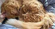 Olivia joined the competition — help win amazing prizes! animal, bed, blanket, cat, cozy, curled_up, cute, domestic_cat, fluffy, fur, ginger, indoor, peaceful, pet, relaxing, resting, sleeping, soft, tail, whiskers
