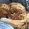 Olivia joined the competition — help win amazing prizes! cat, sleeping, ginger, fluffy, curled_up, tail, bed, blanket, cozy, fur, pet, indoor, relaxing, resting, animal, whiskers, soft, cute, domestic_cat, peaceful