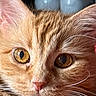 Olivia joined the competition — help win amazing prizes! cat, orange_tabby, close_up, fur, whiskers, eyes, pet, indoor, portrait, animal, curious, feline, cute, domestic_cat, soft, closeup, looking, face, tabby, young_cat
