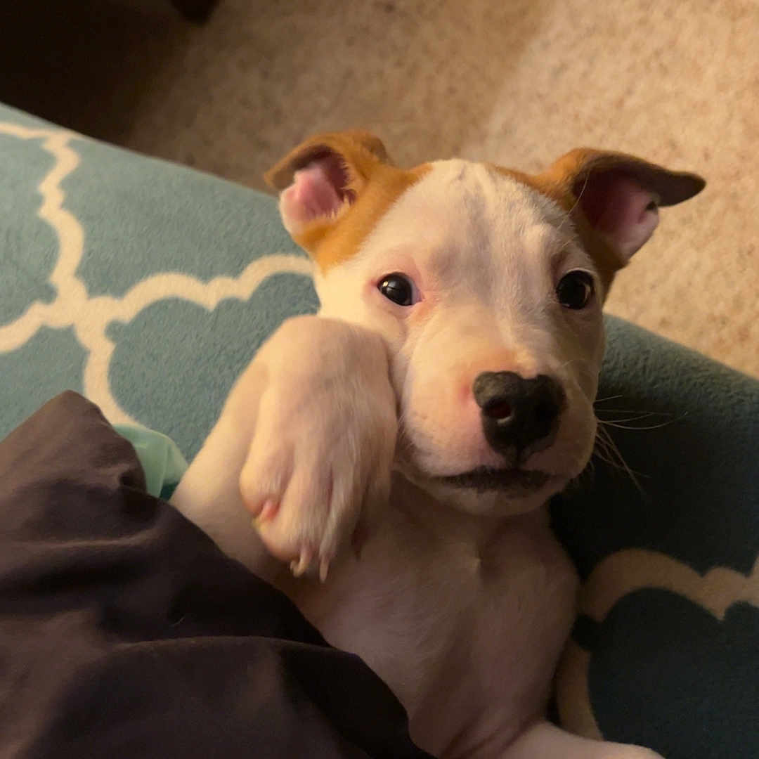 Daisy Mae joined the competition — help win amazing prizes! animal, baby, beagle, blanket, bulldog, canine, couch, dog, face, furniture, head, hound, husky, labradorretriever, person, pet, pitbull, pointer, puppy, terrier