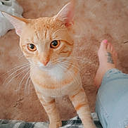 Fanta is registered to the contest to win money with this photo: cat, orange_tabby, pet, whiskers, carpet, indoor, paw, fur, person, jeans, ripped_jeans, foot, toes, pink_nail_polish, tattoo, curious, close_up, domestic_animal, feline, companion
