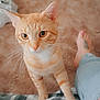 cat, orange_tabby, pet, whiskers, carpet, indoor, paw, fur, person, jeans, ripped_jeans, foot, toes, pink_nail_polish, tattoo, curious, close_up, domestic_animal, feline, companion