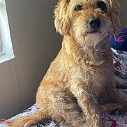 Logan is registered to the contest to win money with this photo: dog, pet, animal, fur, bedspread, reindeer, tree, indoor, window, light, soft_light, curly_fur, sitting, looking, calm, cute, canine, companion, home, cozy