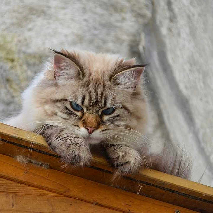 Utopie a rejoint le concours — aidez-le/la à gagner de superbes lots ! abyssinian, angora, animal, architecture, brasssection, building, cat, hardwood, horn, housing, kitten, manx, musicalinstrument, person, pet, plywood, siamese, sleeping, snout, wood