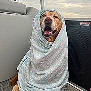 Ginger joined the competition — help win amazing prizes! dog, towel, boat, deck, paw, happy, smiling, wrapped, blanket, water, cloudy_sky, seat, nautical, pet, canine, portrait, muzzle, fur, tongue, cozy