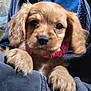 puppy, dog, close_up, pet, brown_fur, pink_collar, cute, floppy_ears, animal, young_dog, soft_fur, indoors, resting, front_paws, looking_at_camera, domestic_animal, adorable, furry, companion, portrait