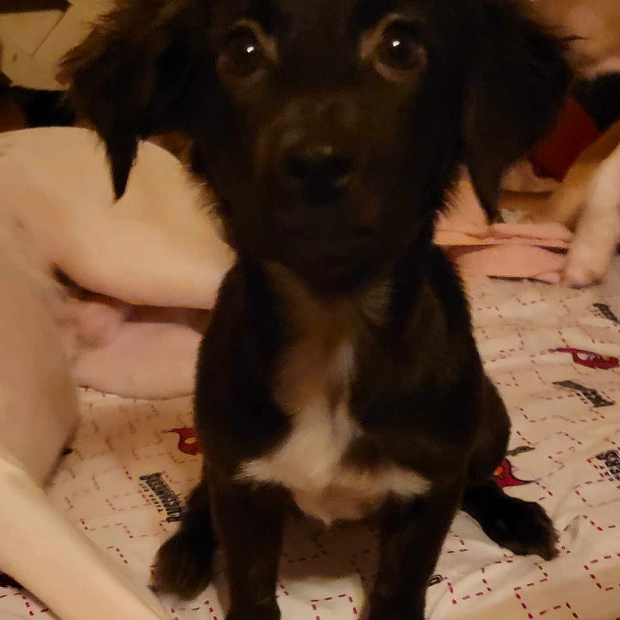 Suzzie Q joined the competition — help win amazing prizes! animal, bed, bedroom, blanket, canine, chihuahua, cockerspaniel, couch, cushion, dog, furniture, goldenretriever, homedecor, hound, indoors, labradorretriever, pet, pointer, puppy, room