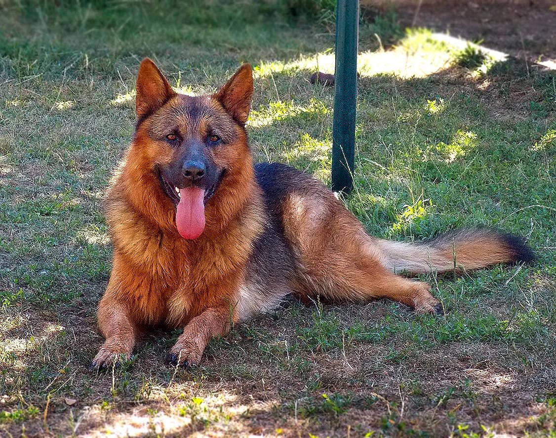 Harley a rejoint le concours — aidez-le/la à gagner de superbes lots ! belgian_shepherd, belgian_shepherd_malinois, bohemian_shepherd, canidae, carnivore, dog, dog_breed, east_european_shepherd, fawn, german_shepherd_dog, king_shepherd, kunming_wolfdog, laekenois, mammal, old_german_shepherd_dog, rare_breed_dog, shiloh_shepherd_dog, tervuren, vertebrate