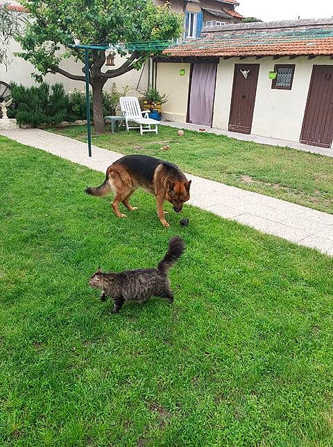 Harley participe au concours pour gagner de l'argent avec cette photo : backyard, canidae, carnivore, dog, dog_breed, grass, lawn, mammal, puppy, tail, vertebrate