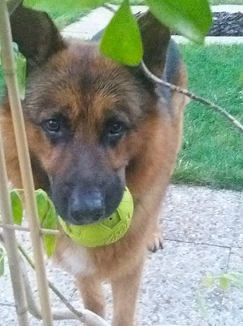 Harley participe au concours pour gagner de l'argent avec cette photo : belgian_shepherd_malinois, black_mouth_cur, canidae, carnivore, dog, dog_breed, fawn, german_shepherd_dog, mammal, rare_breed_dog, snout, sporting_group, vertebrate, working_dog