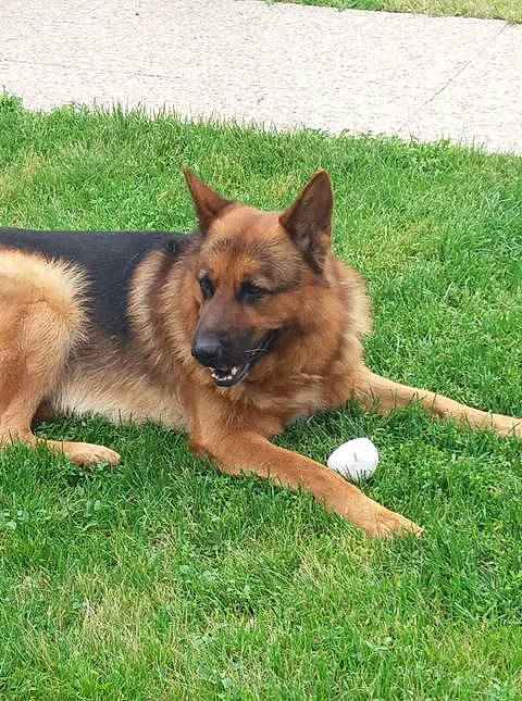 Harley participe au concours pour gagner de l'argent avec cette photo : belgian_shepherd, belgian_shepherd_malinois, bohemian_shepherd, canidae, carnivore, dog, dog_breed, fawn, german_shepherd_dog, herding_dog, king_shepherd, kunming_wolfdog, laekenois, mammal, old_german_shepherd_dog, rare_breed_dog, shiloh_shepherd_dog, tervuren, vertebrate, working_dog