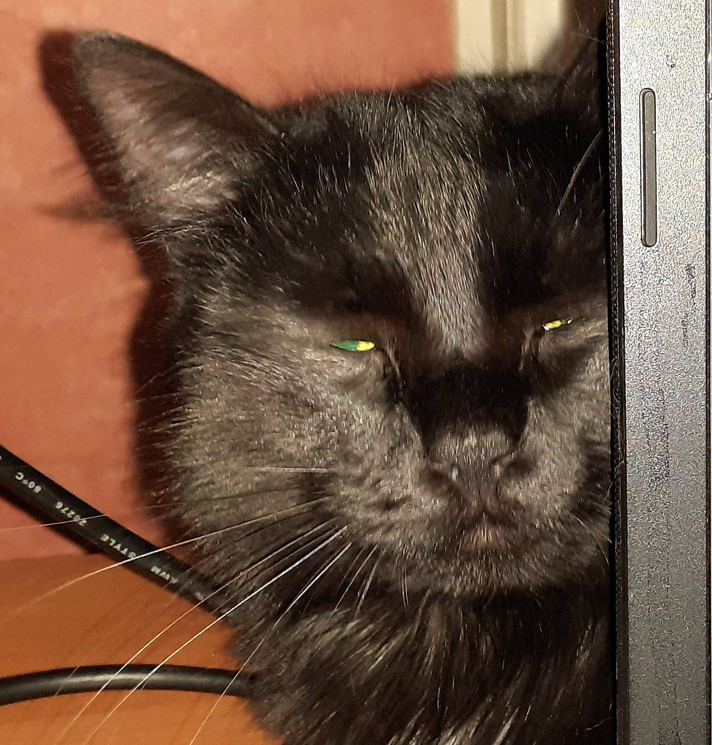 Mimousse a rejoint le concours — aidez-le/la à gagner de superbes lots ! black_cat, bombay, carnivore, cat, domestic_short_haired_cat, felidae, fur, grey, small_to_medium_sized_cats, snout, terrestrial_animal, whiskers