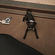 Midnight joined the competition — help win amazing prizes! puppy, dog, black_dog, carpet, toy, indoor, floor, pet, animal, laying_down, curious, white_patch, small_dog, domestic_animal, looking_up, black_pants, person_leg, floor_tile, home, playful