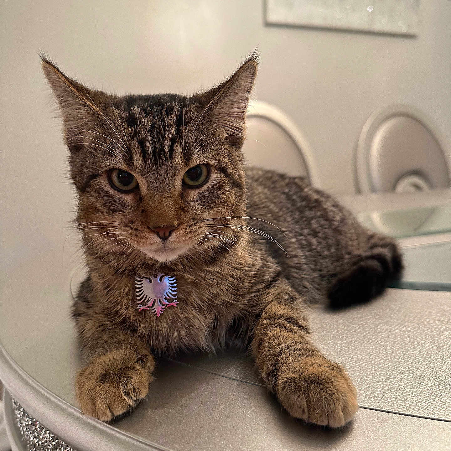 Osman is registered to the contest to win money with this photo: abyssinian, accessories, animal, cat, computer, diamond, egyptiancat, electronics, furniture, gemstone, hardwood, jewelry, kitten, laptop, manx, pc, pet, sink, table, wood