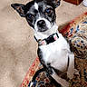 dog, small_dog, black_and_white, floral_collar, sitting, carpet, indoor, curious, pet, animal, floor, ears_up, looking_up, household, furniture, close_up, cute, companion, domestic, portrait