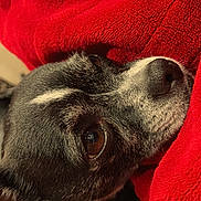 Frieda joined the competition — help win amazing prizes! dog, pet, close_up, black_and_white, blanket, red_blanket, resting, cozy, fur, nostril, snout, animal, domestic_animal, brown_eyes, portrait, indoor, warm, cute, companion, relaxed