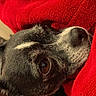 dog, pet, close_up, black_and_white, blanket, red_blanket, resting, cozy, fur, nostril, snout, animal, domestic_animal, brown_eyes, portrait, indoor, warm, cute, companion, relaxed