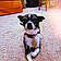 Frieda