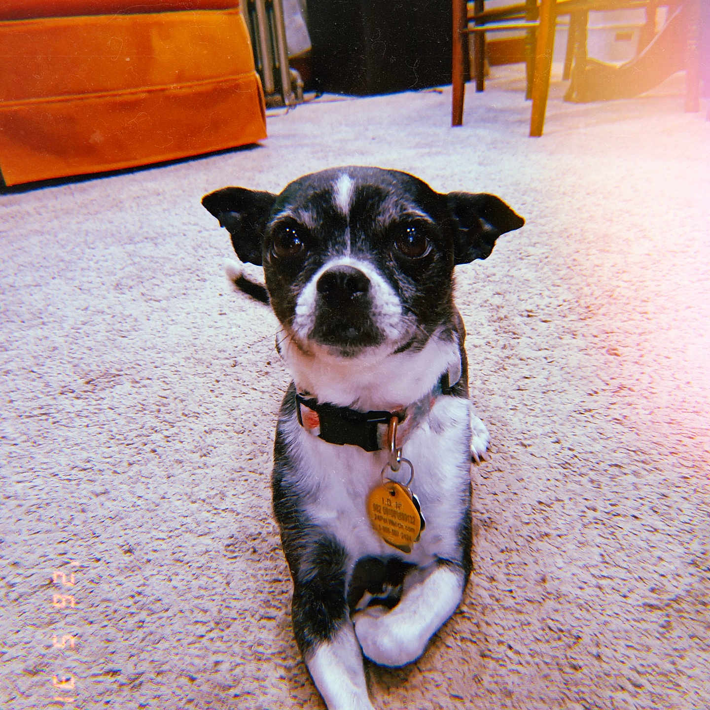Frieda